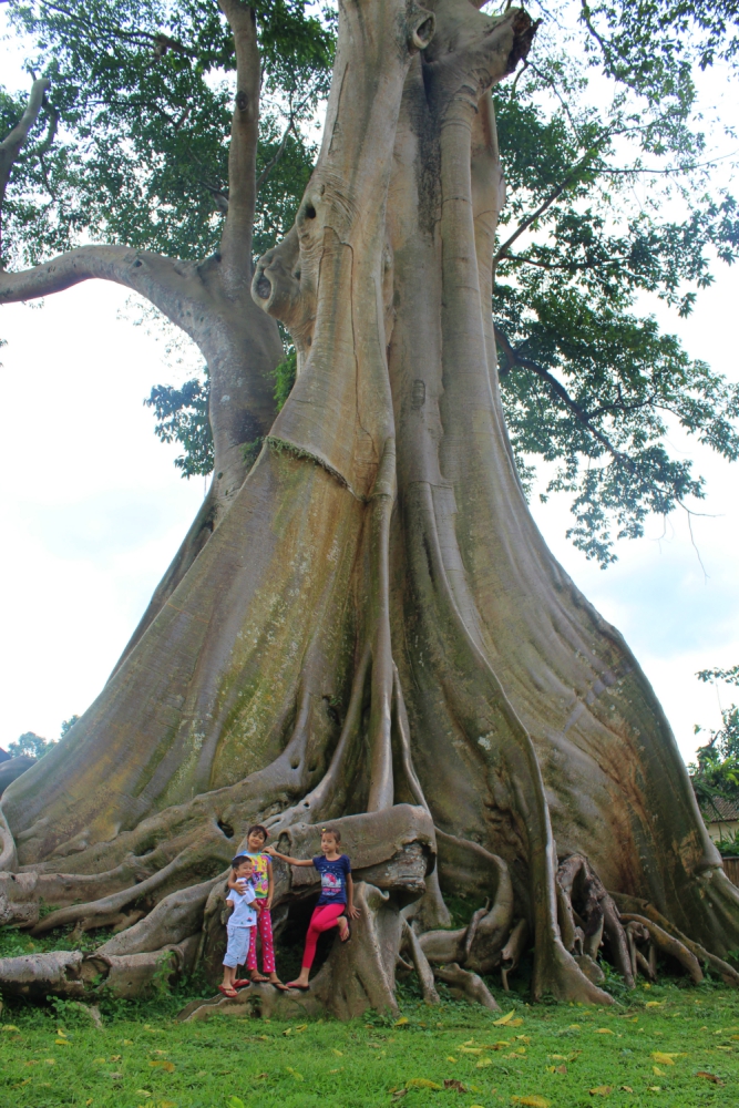 A Bali  l arbre  banyan est sacr 