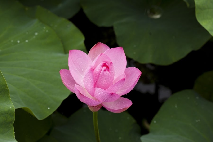 Porte bonheur lotus en bois de rose véritable.